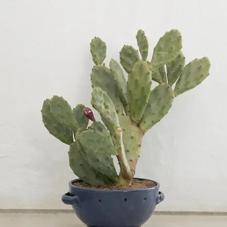 Bed & Breakfast Relais Bellavista 5